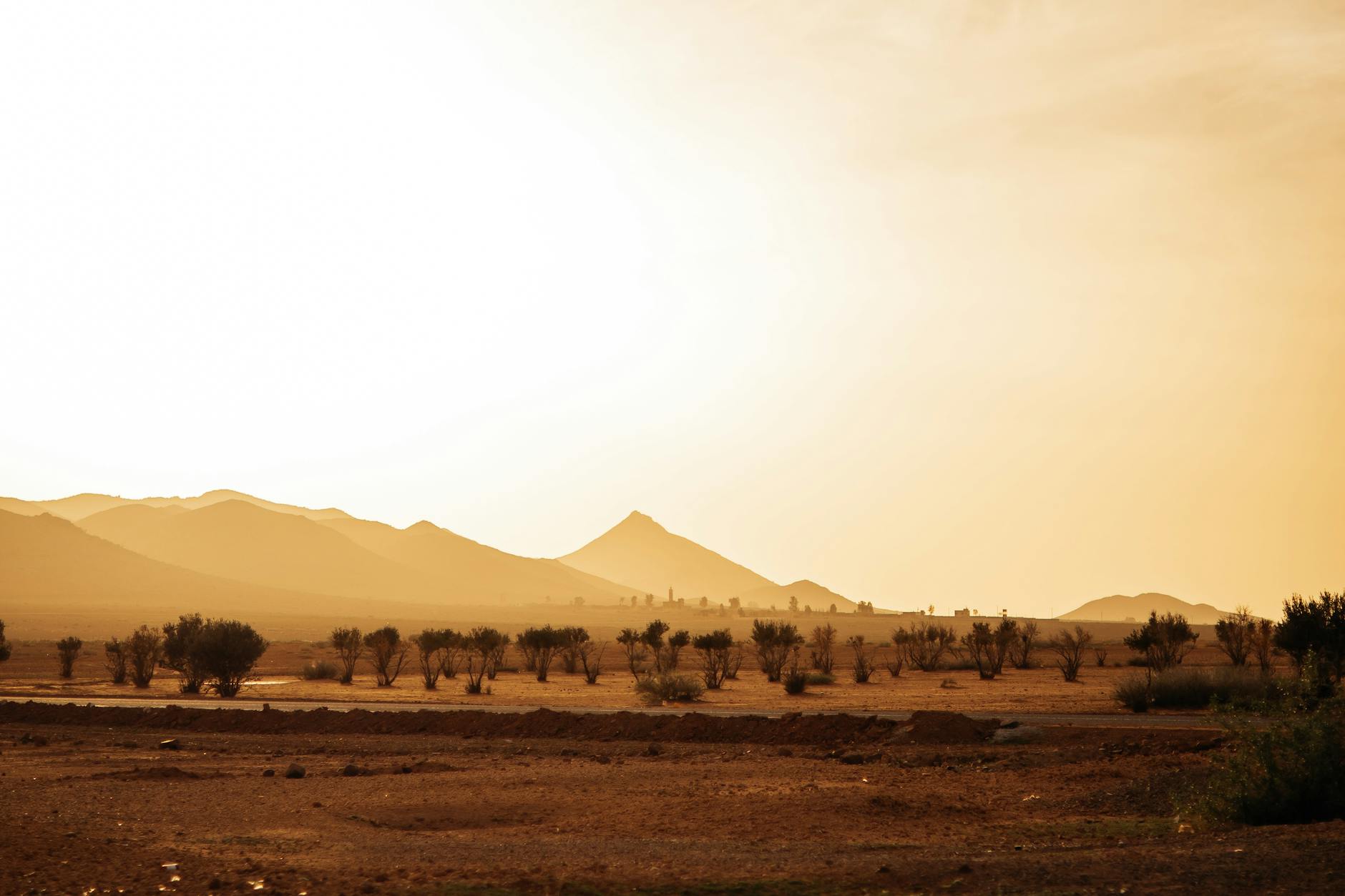 desert landscape with trees and hills at sunset